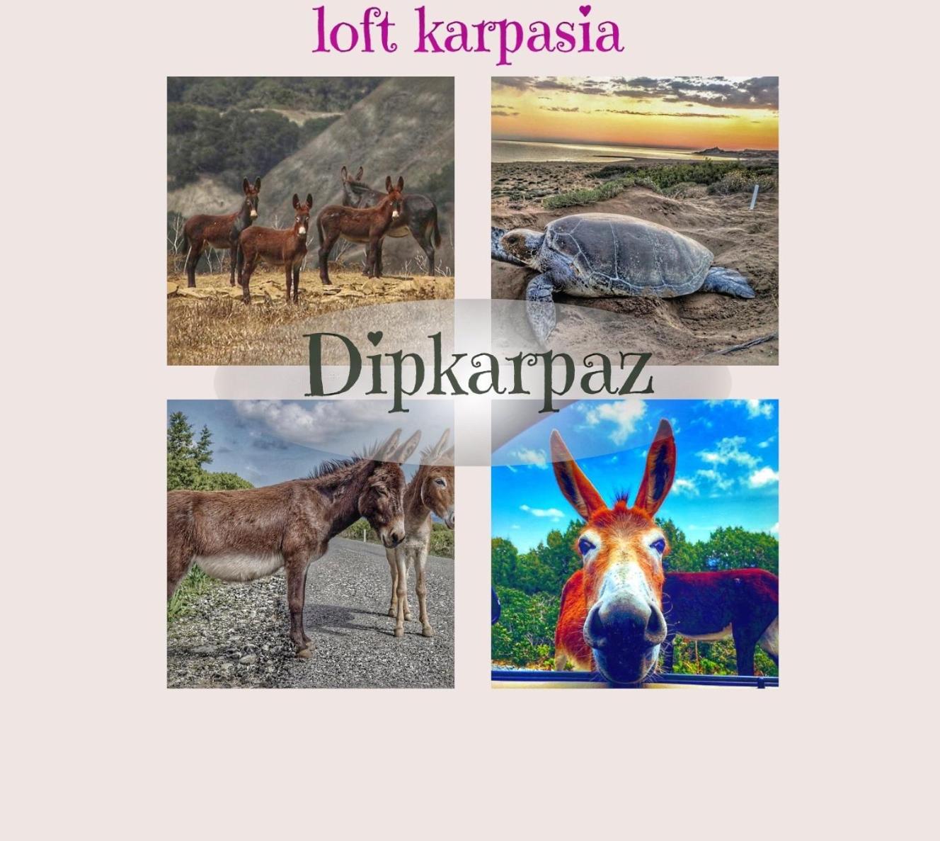 Loft Karpasia Rizokarpaso Kültér fotó